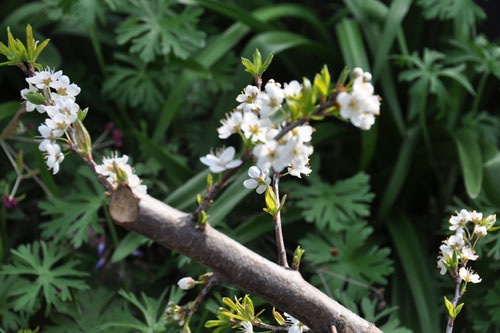 Blooms on the pluot