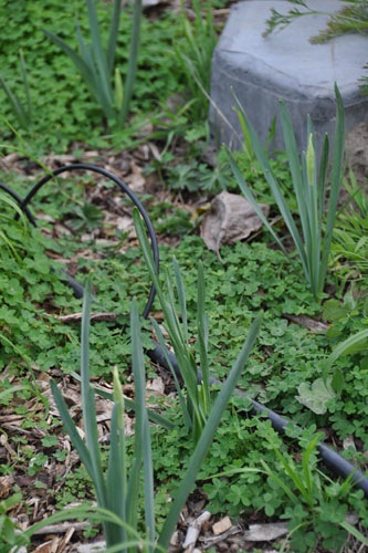 daffodils coming up