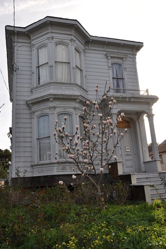 The magnolia is in bloom