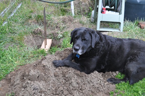 Rosie in the dirt pile