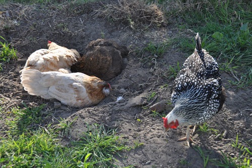 Chicken dust bathing