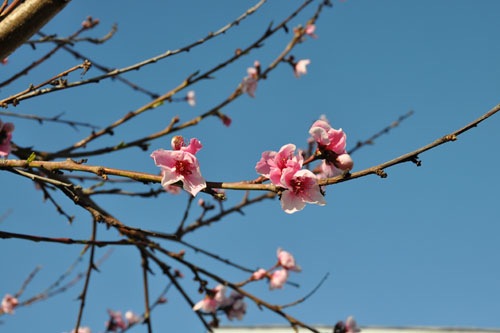 Nectarine blossoms