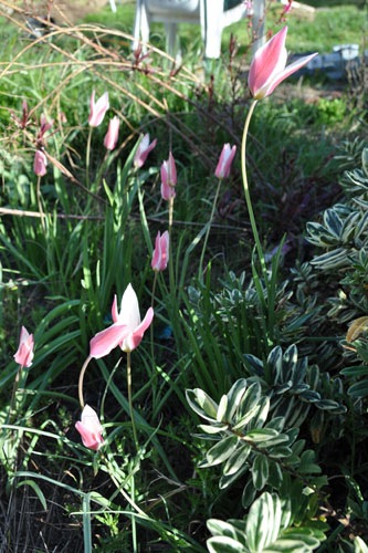 Lady Jane tulips