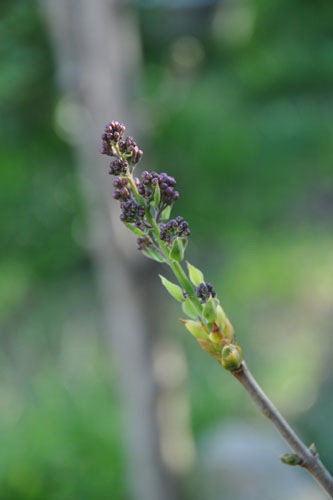 Lilac buds