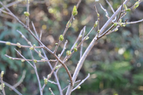 Quince buds