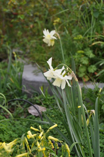 Daffodils blooming