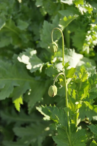 Poppies getting ready for overload