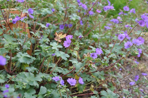 Bill Wallace geranium going nuts