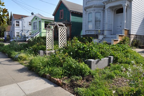 The front garden before gardeners