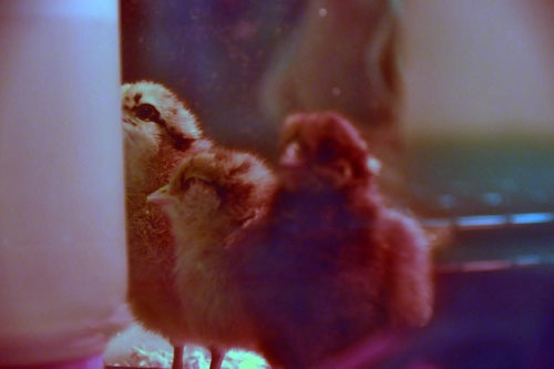 Chicks at the water bottle