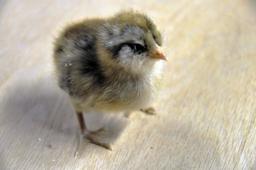 It's a chick!