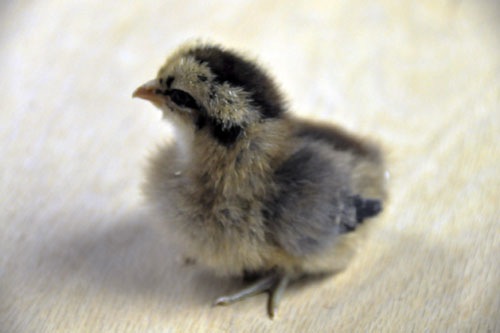 Second chick