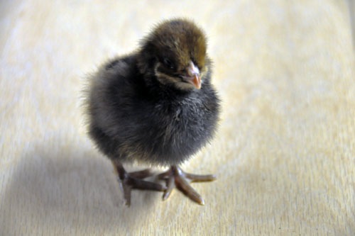 Third chick