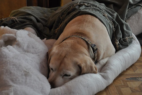 Goldie sleeping in her disassembled dog bed