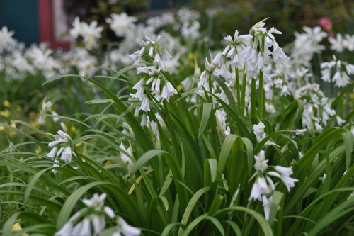 White flowers in the swath