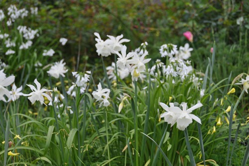 White daffodils in the swath