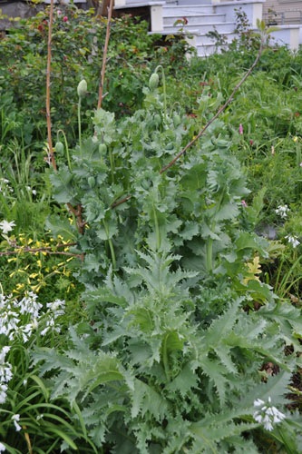 Giant poppy-monsters