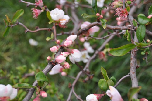 Flowering quince 