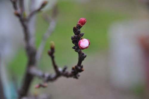 Apricot blossom