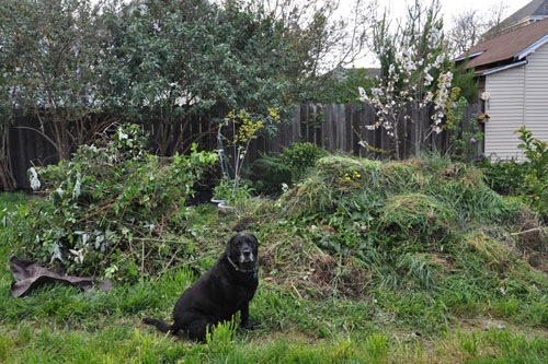 Rosie and the pile of plants