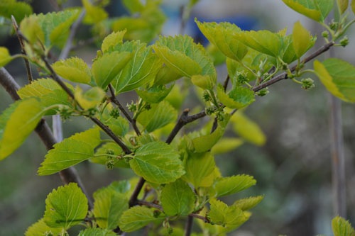 Mulberries in bloom