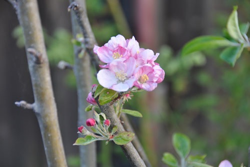 Pink apple blossoms