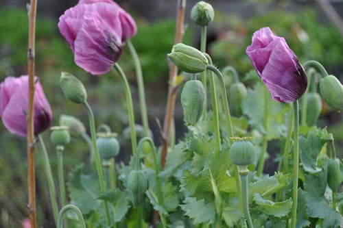 Poppy monster in bloom