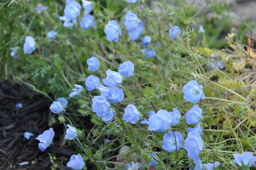 Nemophila