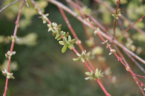 Willow blossoms