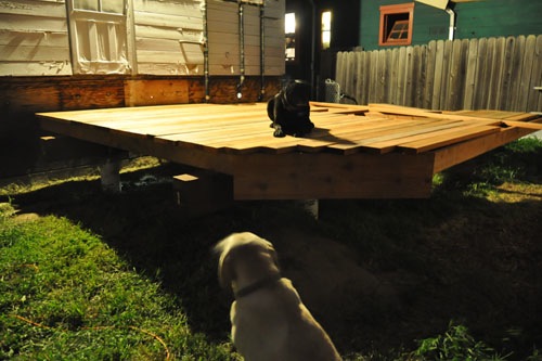 The dogs try out the deck