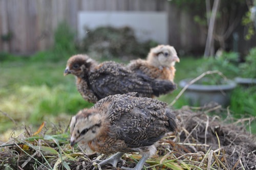 Chicks in the garden