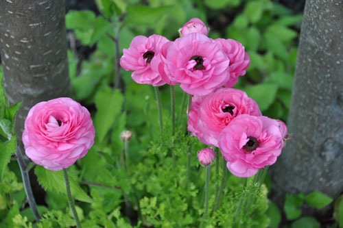 Ranunculus