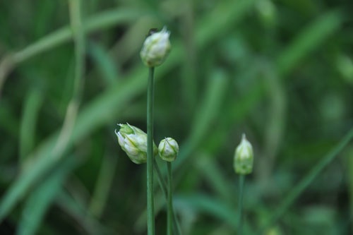 Allium buds