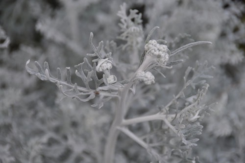 Dusty Miller