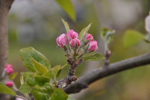 Apple blossoms