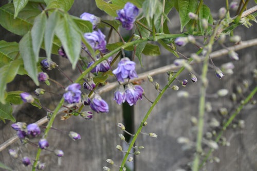 Wisteria blossoms
