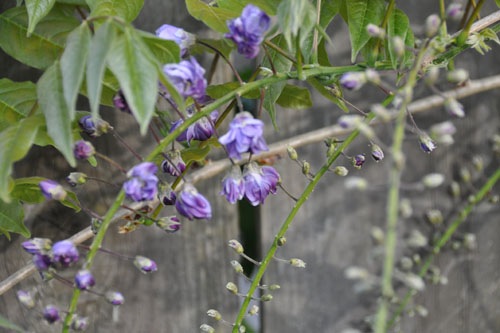 Wisteria blossoms