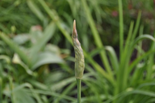 Allium bulgaricum