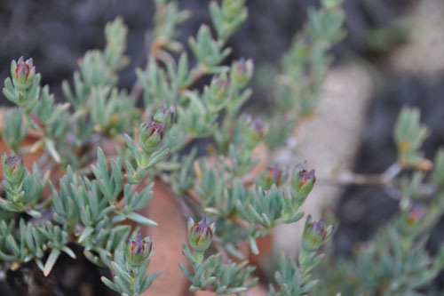 Miniature ice plant