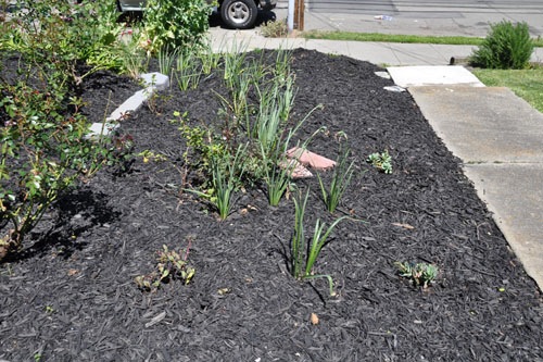 Planting in the swath