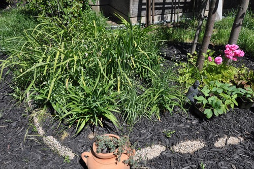 The daylily bed