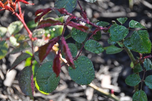 How did these unirrigated roses get wet?