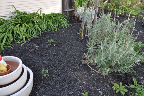 The Salvia garden