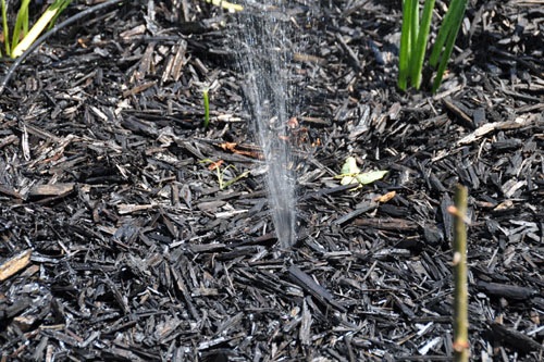 Water shooting out of the mulch