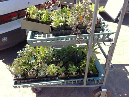 Cartload of plants at Annie's spring party