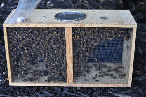 Bee box