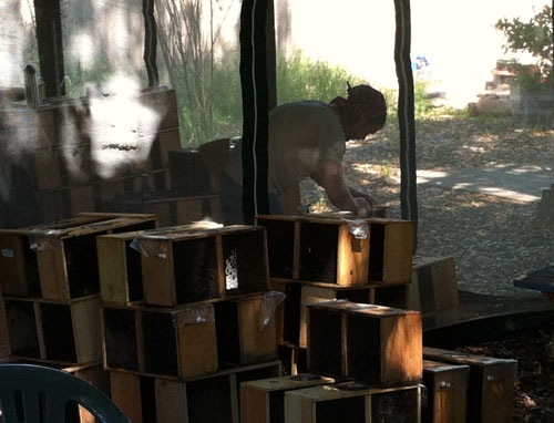 Picking up boxes of bees