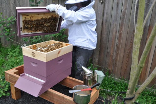 The top-feeder is full of bees energetically building comb