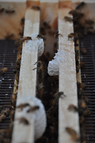 Building comb in the entrance to the top feeder