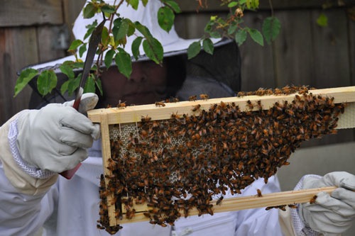 Checking comb in the frames